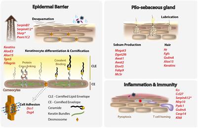 Losing Genes: The Evolutionary Remodeling of Cetacea Skin